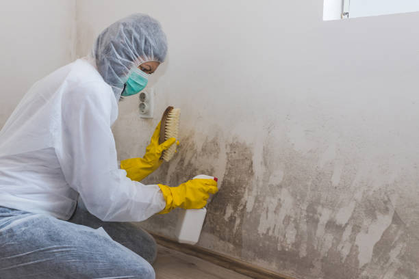 Best Mold Removal for HVAC Installations  in Manitowoc, WI