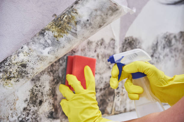 Mold Removal & Remediation